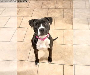 Mutt Dogs for adoption in Murfreesboro, NC, USA