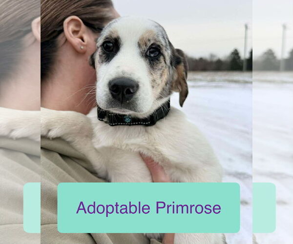 Medium Photo #1 Beagle-Unknown Mix Puppy For Sale in Roxboro, NC, USA