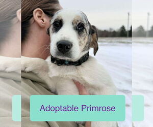 Beagle-Unknown Mix Dogs for adoption in Roxboro, NC, USA