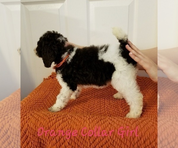 Medium Photo #5 Poodle (Standard) Puppy For Sale in GREENVILLE, TX, USA