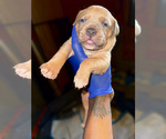 Puppy Puppy 9 American Bully