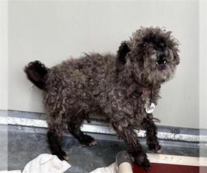Miniature Schnauzer-Poodle (Miniature) Mix Dogs for adoption in Forestville, MD, USA