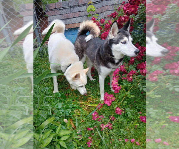 Medium Photo #3 - Mix Puppy For Sale in Aurora, IN, USA