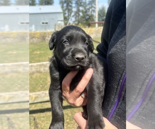 Medium Photo #2 Labrador Retriever Puppy For Sale in GOODHUE, MN, USA