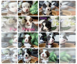 Miniature Australian Shepherd Litter for sale in POLK CITY, FL, USA