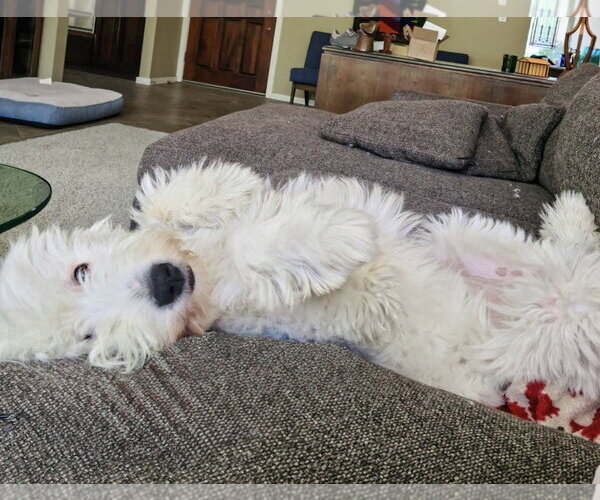 Medium Photo #8 Mutt Puppy For Sale in San Diego, CA, USA