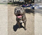 Small American Pit Bull Terrier Mix