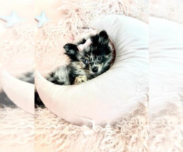 Medium Photo #25 Pomeranian Puppy For Sale in PEMBROKE PINES, FL, USA