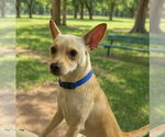 Small Chihuahua