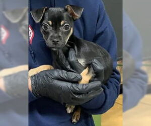 Chihuahua Dogs for adoption in Tracy, CA, USA