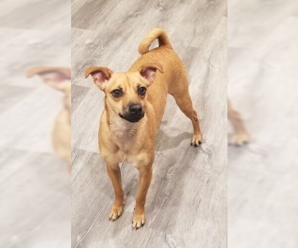 Medium Photo #5 Mutt Puppy For Sale in Bellevue, WA, USA