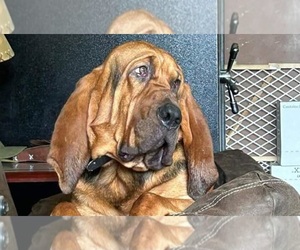 Father of the Bloodhound puppies born on 05/06/2026