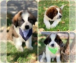Small Photo #1 Saint Bernard Puppy For Sale in HESPERIA, CA, USA