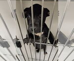 Small Photo #2 Mutt Puppy For Sale in Spotsylvania, VA, USA