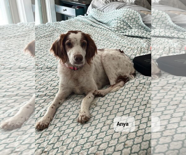 Medium Photo #6 Brittany Puppy For Sale in Curwensville, PA, USA