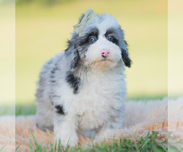Medium Photo #6 Goldendoodle (Miniature) Puppy For Sale in WARSAW, IN, USA