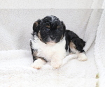 Small Photo #2 Aussie-Poo Puppy For Sale in SHILOH, OH, USA