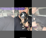 Small Photo #46 Bernedoodle Puppy For Sale in BELMONT, NC, USA