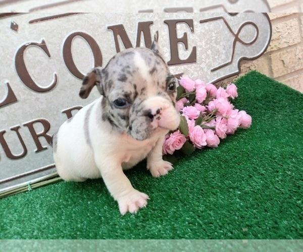 Medium Photo #2 American Staffordshire Terrier-French Bulldog Mix Puppy For Sale in CARTHAGE, TX, USA
