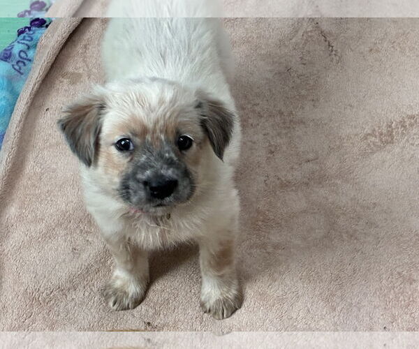 Medium Photo #3 Great Pyrenees-Unknown Mix Puppy For Sale in Minneapolis, MN, USA