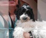 Small Photo #3 Cavapoo-Poodle (Standard) Mix Puppy For Sale in MILLINGTON, MI, USA