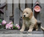 Small Photo #2 Goldendoodle (Miniature) Puppy For Sale in FREDERICKSBG, OH, USA