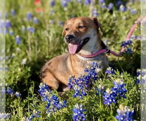 Dachshund Dogs for adoption in Denton, TX, USA