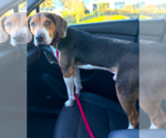 Small Photo #5 Beagle Puppy For Sale in Dunnellon, FL, USA