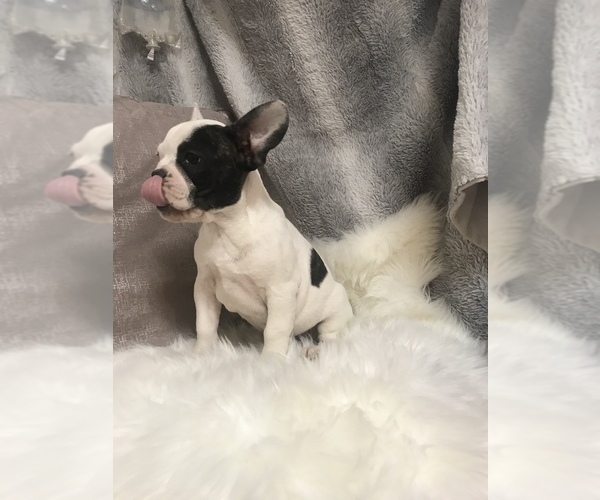 Medium Photo #6 French Bulldog Puppy For Sale in HARTVILLE, MO, USA