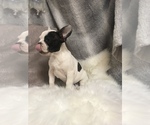 Small Photo #6 French Bulldog Puppy For Sale in HARTVILLE, MO, USA