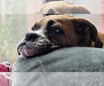 Small #7 Boxer