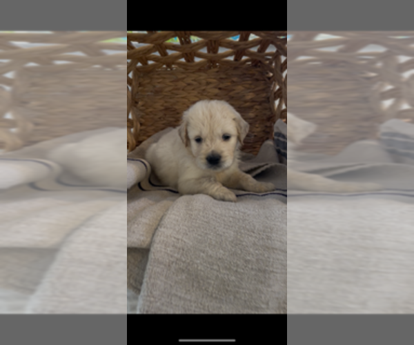Medium Photo #3 Golden Retriever Puppy For Sale in MERCED, CA, USA