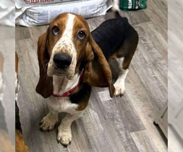 Medium Photo #2 Basset Hound Puppy For Sale in Deepwater, NJ, USA
