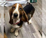 Small #1 Basset Hound