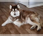 Small #1 Alaskan Malamute-Huskies  Mix