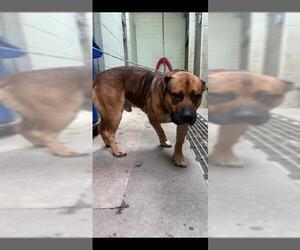 English Mastweiler Dogs for adoption in Stockton, CA, USA