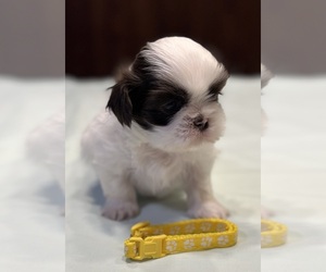 Shih Tzu Puppy for sale in WOODLEAF, NC, USA