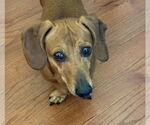 Small #4 Dachshund