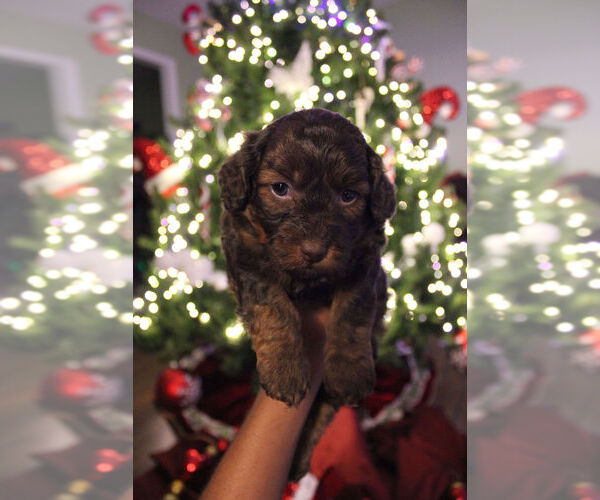 Medium Photo #3 Poovanese Puppy For Sale in LOUISVILLE, KY, USA