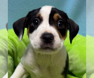 Mutt Dogs for adoption in Jefferson, WI, USA