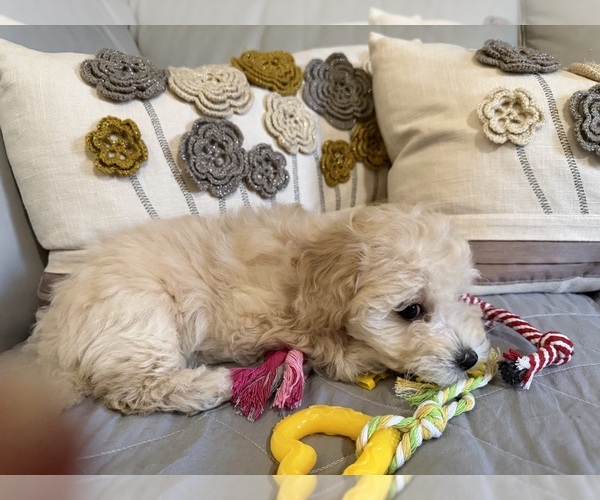 Medium Photo #4 Bichon Frise Puppy For Sale in VANCOUVER, WA, USA