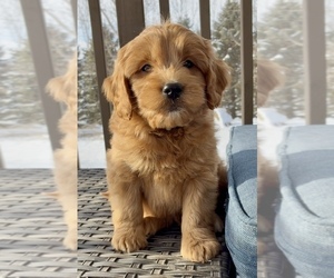 Goldendoodle (Miniature) Puppy for Sale in RANDOLPH, Wisconsin USA