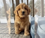 Small Goldendoodle (Miniature)