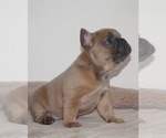 Small #2 French Bulldog