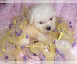 Small #1 Yorkipoo