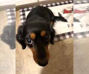 Roxie in TN - Female Dachshund Dog for Adoption - Photo #4