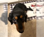 Small Photo #4 Dachshund Puppy For Sale in Shelbyville, TN, USA