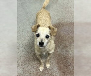 Chihuahua Dogs for adoption in Salinas, CA, USA