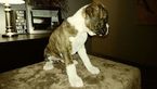 Small Photo #16 Boxer Puppy For Sale in KENNEWICK, WA, USA