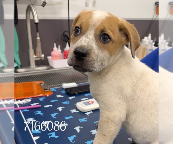 Medium Photo #1 Mutt Puppy For Sale in Chico, CA, USA